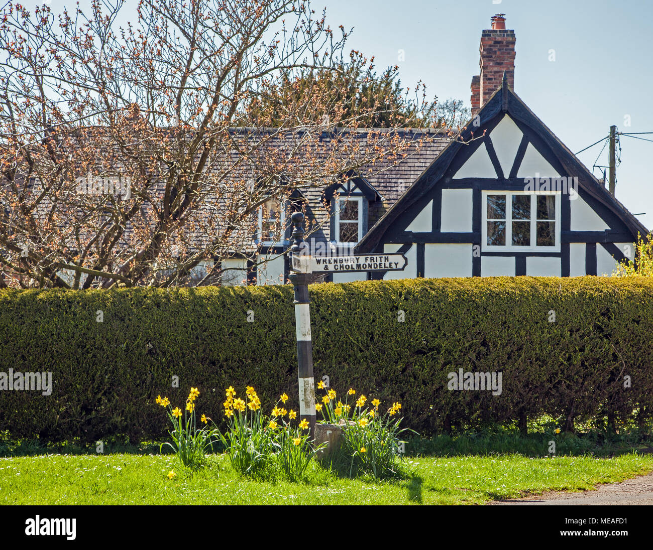 Graticcio in bianco e nero cottage di campagna nel Cheshire village di Wrenbury con un marcatore di distanza e narcisi in primo piano Foto Stock