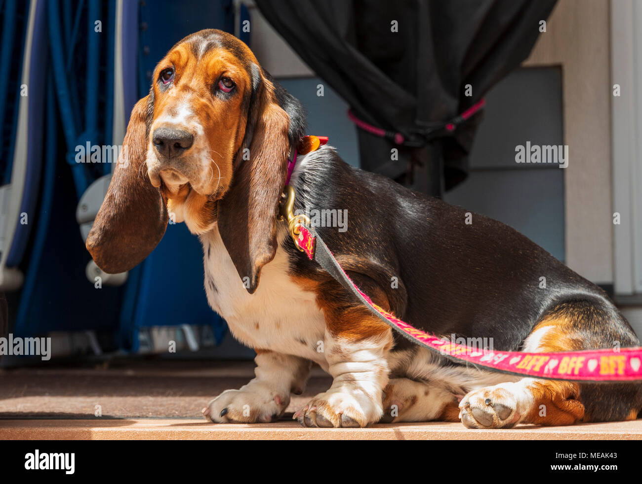 Aprile; 4 mese vecchio Basset Hound dog Foto Stock