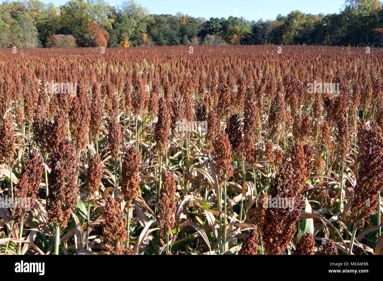Gambo E Semi Del Sorgo Dolce - Combustibile Biologico Ed Alimento - Orizzontale Fotografia Stock