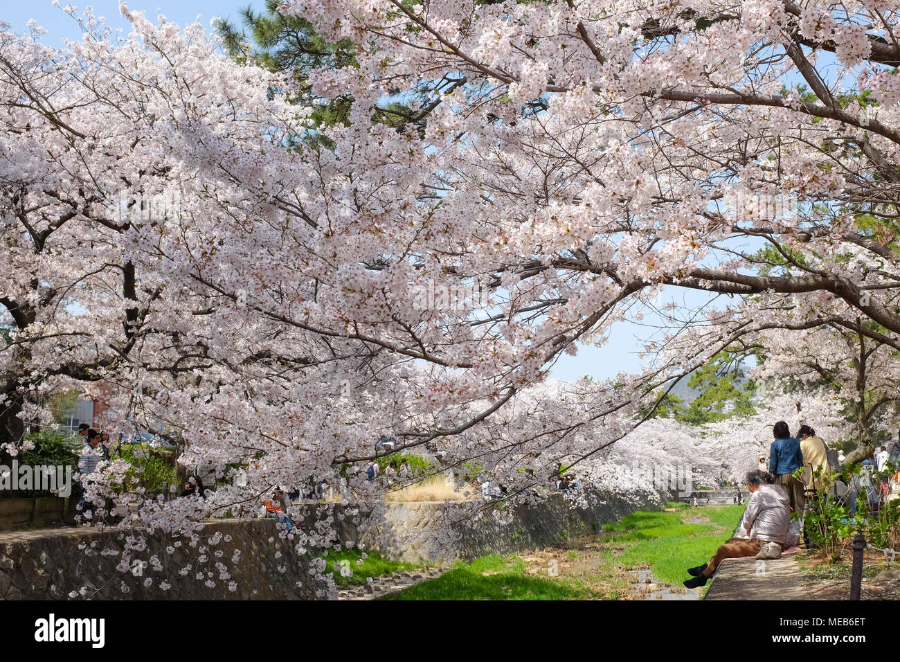 A cherry blossom  tree in the Kansai region of Japan. Foto Stock