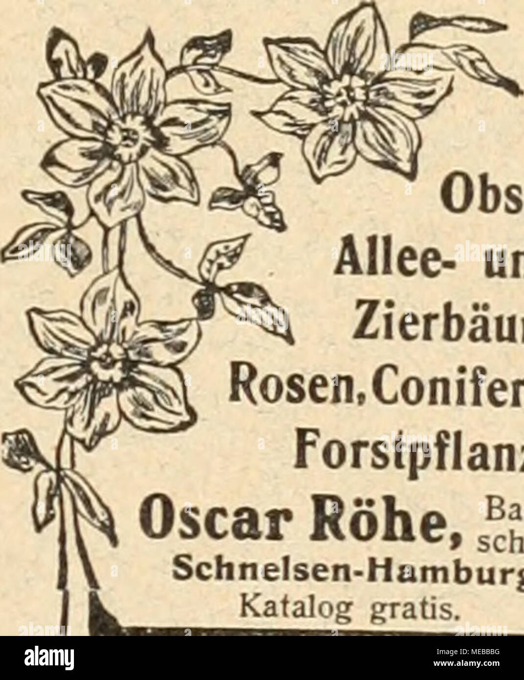 . Die Gartenkunst . Obsf-, Allee- und Zierbäume, Rosen, Coniferen, Forstpflanzen Oscar Rohe .^chXn Schneisen-Hamburg, Katalog gratis. Trauer-Pyramiden, Solitärs. niedrig veredelt: 10 Stck. Caragana pendula 8,- Fagus atropurpurea pendula, Trauer- blutbuche, ca. 120-150 cm . . 18,-- Fagus pendula " 150 200 " . . 8,- " " 200-250 " . . 15,- " " 250-300 " . . 20,- " " 300-350 " . . 30,- auf Wunsch mit oder ohne Ballen. Quere. Dauv. pend., Trauereiche 15,- b. 20,- Salix aurea pend., Trauergold- 10 San "/o San weide, ca. 200-250 cm 3,- 25,- " 250 300 " 5,- 45,- Salix Babilonia. " 200-250 " 3,- 25 Foto Stock