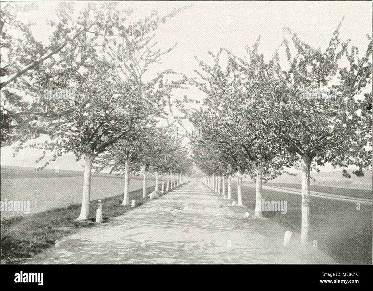 . Die Gartenkunst . Mit Kirschbäumen bestandene Landstralie Nimpscher Im Kreise (Schlesien) schöne Blüte, frisch grünes Blattwerk und lachend schöne Früchte. Auch im Landschafts- garten muß man auf die Farbenzusammenstellungen achten. Ein tilühender Kirsch- baum zum Beispiel gewinnt un Reiz, wenn unter ihm die Kornclkirschen gelb und neben ihm Acer rubrum rnt blühen. Am unbedenklichsten kann man Obstarten in den Landschaftsgarten überneh- uomini, welche wenig Pflege brauchen und im eigentlichen Obstgarten selten anzutreffen sind. Dies gilt für unsere Gegend vom Walnußbaum, su der Mispel, der qui Foto Stock