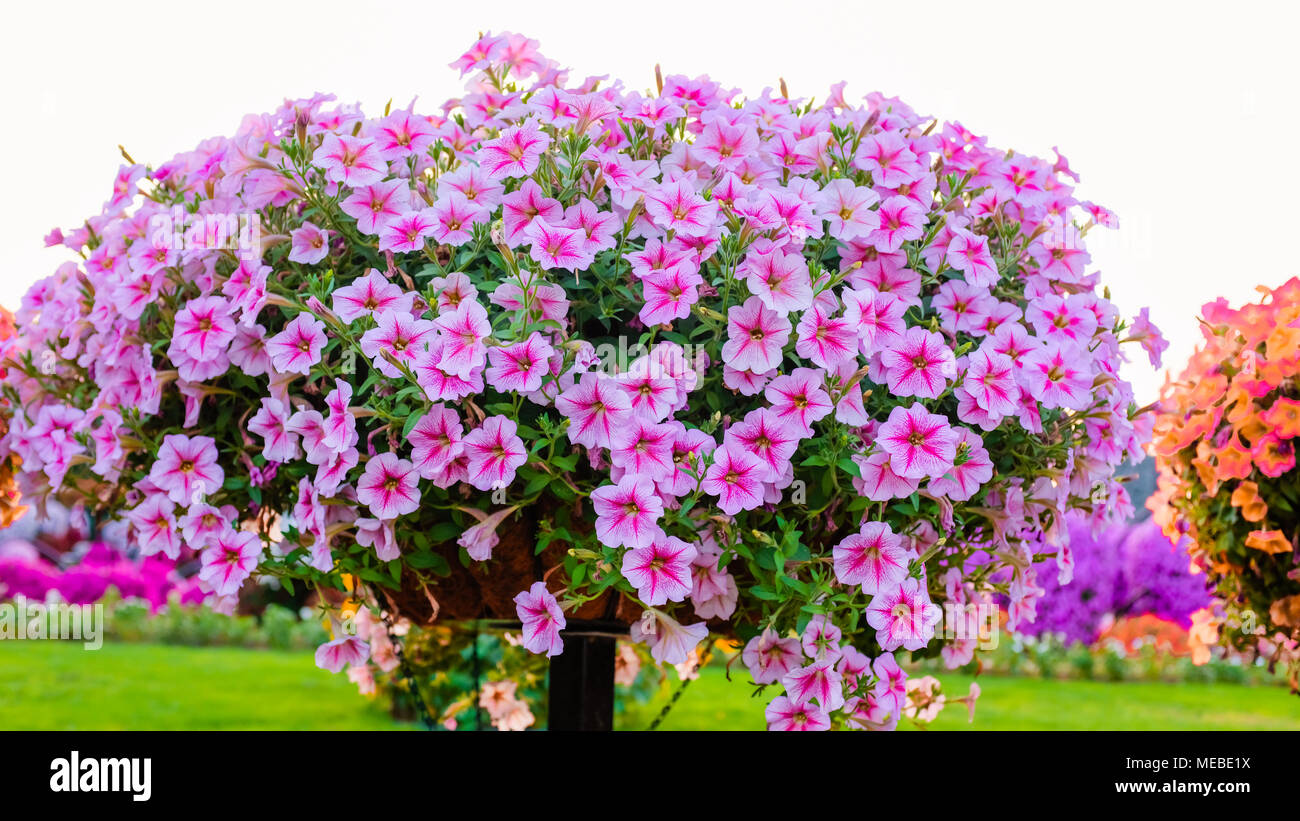 Romantica rosa naturale di fiori in un giardino Foto Stock