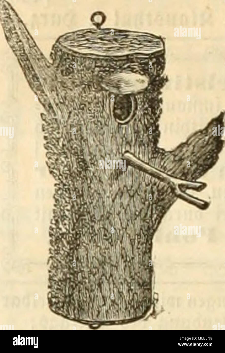 . Die Gefiederte welt . Â"55 â 0 Q "n^ j= .0 c "H t: .Â" (A) GU nu '^' 1?=; V, ^ cn 5; M 0 iâ* Â® 6=D e Foto Stock