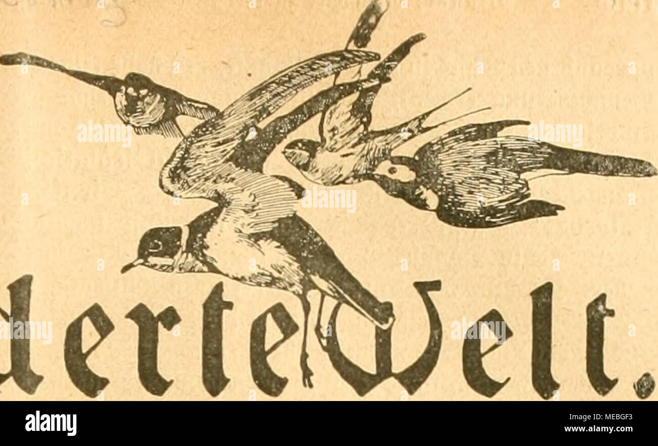 . Die Gefiederte Welt . iedette Sdocbenfcbrift für Vogelliebbaber. flo^worf jurn Jlrtißcr "5Het"e gvvofla". Figlio *profe(UFT K. §. 55 i e n e t. (SRatfibrutf oerboten.) /C$3 mar oorauSjufelien, bafj meine im obengenannten >£• 2lrtiM(9CR. 1-3 ber"®ef.9"elt")au3gefprod)enen 2lnfid)dieci bejüglid) ©üte bjro. BeS Unübertrefflidjfeit SproffergefangeS nid)t ungeteilte gufiitnnumg finben mürben. ($3 tjaben fid) benn aud) feitljer einige oer= einleite (Stimmen oernel)uomini laffen, bie aber nid)t3 bringen, roa§ gut gebeil}coperchio)en 3ßeiterbet)anb(uug ber grage beitragen fönnte. Denn roaö ©rgüfje ro Foto Stock