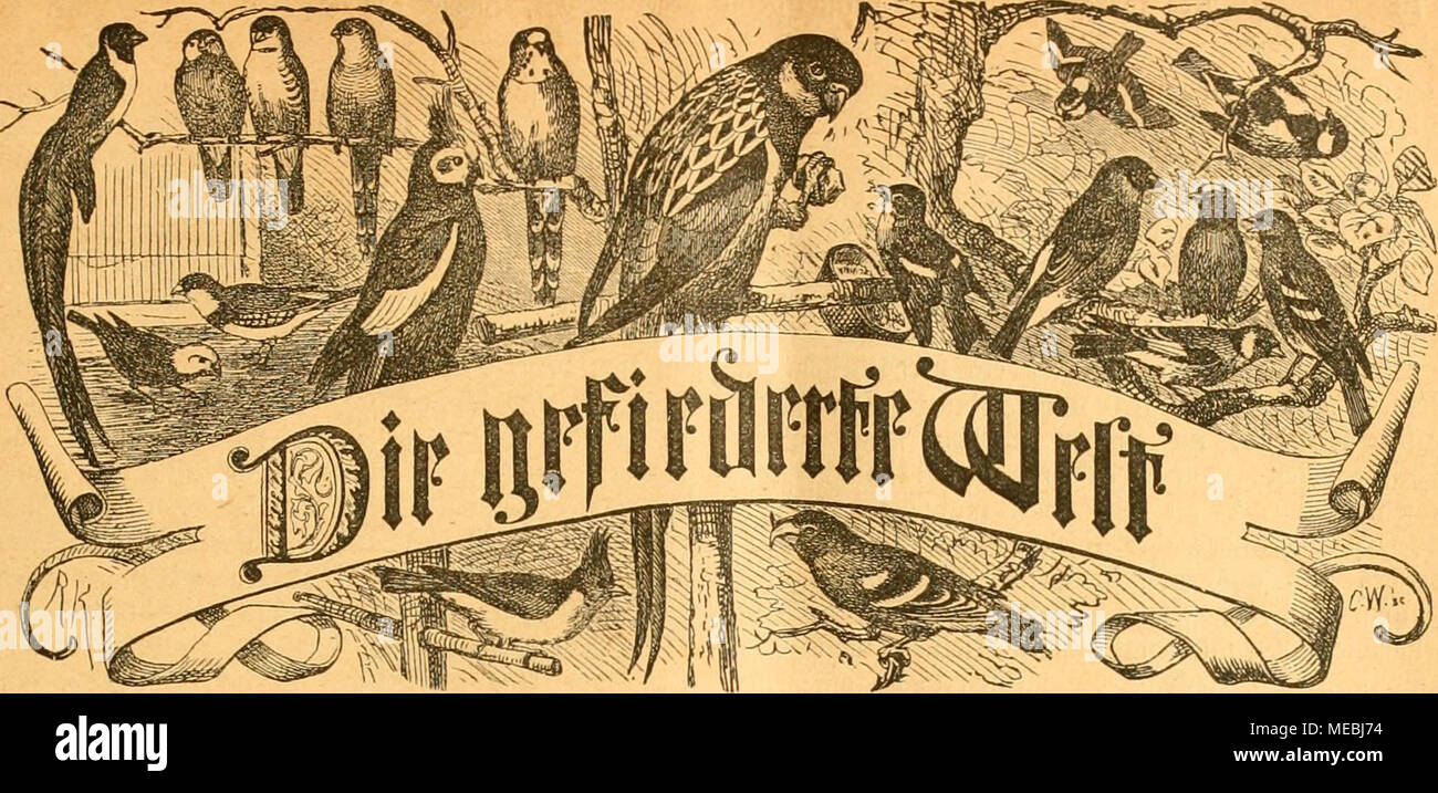 . Die Gefiederte welt . 3citf(^iift fÃ¼r SogdlieOIjabcr, MÃ¤^kt uuÃ¶ 4Ã¤Â"Ãl^T, S?cftellun(itii biittl) jebc SJitcf)- [)QiiMiing (oroic jebc s^oftnnffalt. sjJrcif cicrteljÃ¤lirlicfi 3 Ã¤)iart. SBÃ¶rfjentlid) eine Stummer. Â§erauÂ§gegeben bon Dr. Ãarl HuÃ. Sliijeinen iverben bie gefpalteiic spehtjcire mit 25 %!f(i. bererf)nct unb Â"eftenidigen in ber Ãjpcbitioii unb Stcbnttion entgcflcngciiommen. ^t. 17. ^erfitt, bcn 25. Ktsrtl 1878. VII. ^Afftddm. 3n b n 11: Ã¼Jocfe ein Seitrag jur .RcnntniÂ§ beS stelle. Â ?tDrb= anierifani["l!e Ã¤JÃgel im gcfd greileBen)ilbert: ^oÃ¤) etiraS Ã¼ber Ceit rofeiibr Foto Stock