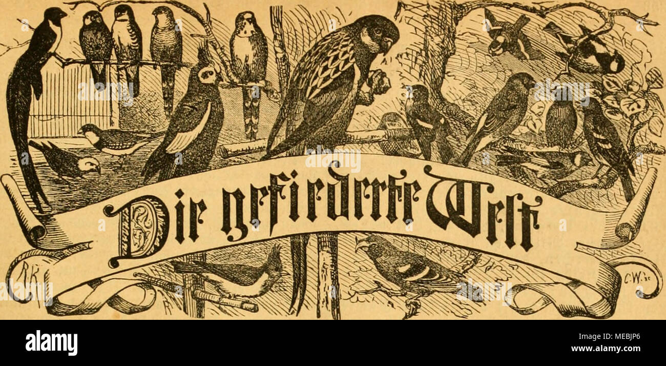 . Die Gefiederte welt . 3eitfe^rift für SSogelliefi^aBer, 4iid)tcr uuö ^änölen 5. ?Ebt atto)I, 3()r ()eimntlid)m SBJälbcr, 31)1 ©arten, gluren n(t',umnn 2)et Sßinb M3ct)t über ©toppclfelber Unb Siebel fteigen auf im jt[)al. (Es muf; nun fein "cn (CUS^ 9efd)ieben, S^etgauflen ift bic 'Soinmerjeit, SBit Rieben fcrt jcM nad) bcni 'Sübcn, 3u leidjt ttirb unfer gctcrflcib. S-Vie ujären aria oern fc neblieben 3tn ft^enen, bcutf^cn Saterlanb; 9{ur t)ter "erftcben luir ju lieben, ^ier fniipfen wir bcr ©l)c Sanb. 2i&GT;ir fangen flcifäi), unncrbrcffen Unb bauten frei) ba" traute 9iejt, ®rin unf sei üeincn Foto Stock