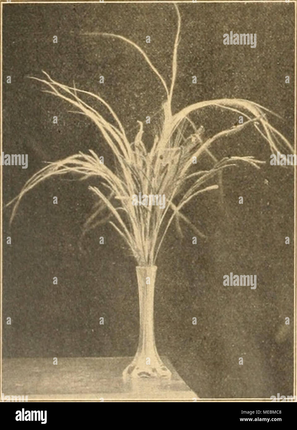 . Die Gartenwelt . Auswahl schönster Ziergräser. Bild 5. Stipa pennata (oben), Hordeum jubatum und Paspatiim moluccanum (unten). allerlei Bindearbeiten herzurichten hat.  Wenn ich hier die Zier- gräser im allgemeine empfehle, così wird man füglich auch den Vorschlag besonderer Arten erwarten. Damit aber komme ich in einige Verlegen- heit. Denn die Auswahl ist in modo groà und die Verwendungsmöglichkeit dieser Pflanzengruppe così reichhaltig, daà selbst eine umfassendeAnführung vieler ."rten nicht erschöpfend sein könnte. Ich beschränke darum mich auf einige Worte zu einigen markanten Vertre Foto Stock
