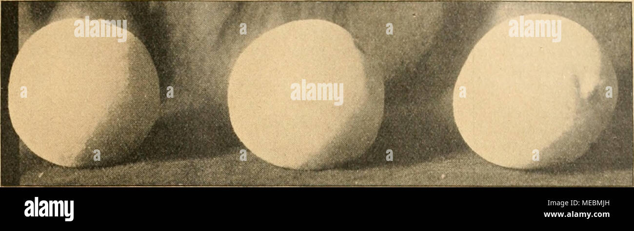 . Die Gartenwelt . EinzelfrÃ¼Chte der Pfirsichsorte âAdmirable". Nach einer von Alice Matzdorff in der Obstanlage Berndt, Werder a. d. H , GEF. Aufn. nichtung entgehen. Werden Sie hier anche weiterwachsen und sich durch AuslÃ¤ufer krÃ¤ftig vermehren, und junge, von solchen SÃ¤mlingen stammende AuslÃ¤uferpflanzen werden natÃ¼rlich auch gelegentlich zur Vermehrung benutzt und verkauft werden. Diese von mir vermutete Entstehungsweise der wilden Erdbeerpflanzen wÃ¼rde es in zwangloser Weise erklÃ¤ren, daÃ die ,,wilden" Pflanzen einer Sorte stets den echten frucht- baren Pflanzen derselben Foto Stock