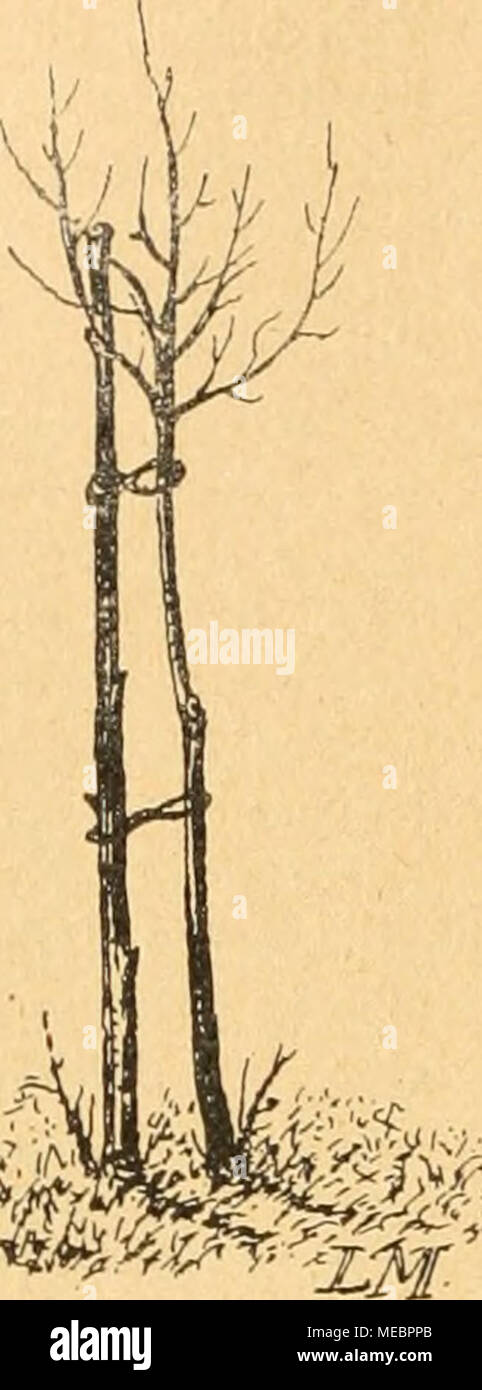 . Die Gartenwelt . Wie der Obstbaum gepflanzt werden muß. Bild 1. Richtig gepflanzt. Bild 2. Schlecht gepflanzt. Schlüsse über das Gedeihen der einzelnen Obstarten und Sorten. Die dort begangenen Fehler, aber auch die Erfolge geben für die Neupflanzung die Richtlinien un. Passende Pflanzstellen sind erste Bedingung für das gute Gedeihen des Obststammes. Eine dünne Erdschicht über festem ge- stein, oder Kiesschichten sind für den Obstbaum untauglich. Nasse, versumpfte Böden ebenfalls. Sind in der Nähe viele rauchende Schlote, così wird das Wachstum der Bäume küm- merlich und der Ertrag minimo se Foto Stock