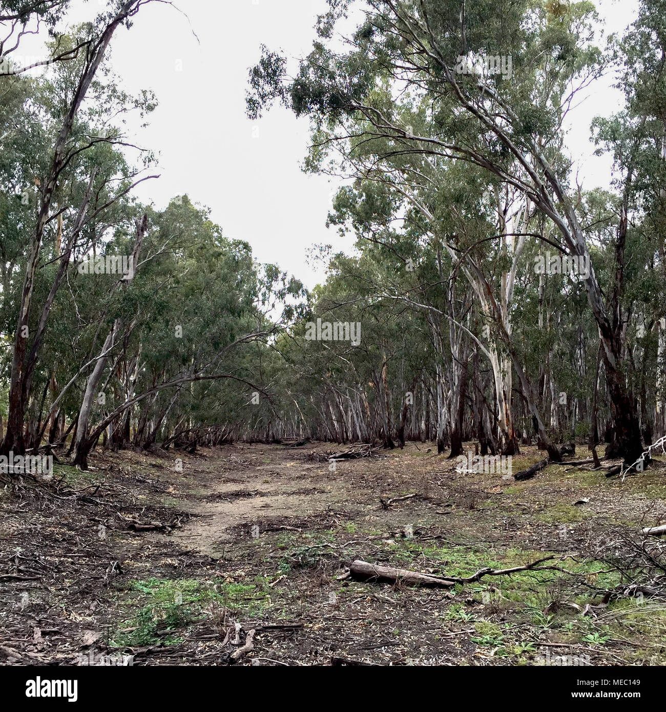 Letto asciutto del torrente costeggiata da alberi di eucalipto in zone rurali, NSW. Bush australiano paesaggio. Foto Stock