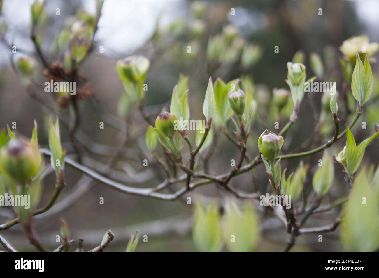 Una messa a fuoco morbida immagine di sfondo di un albero germogliare in primavera. Foto Stock