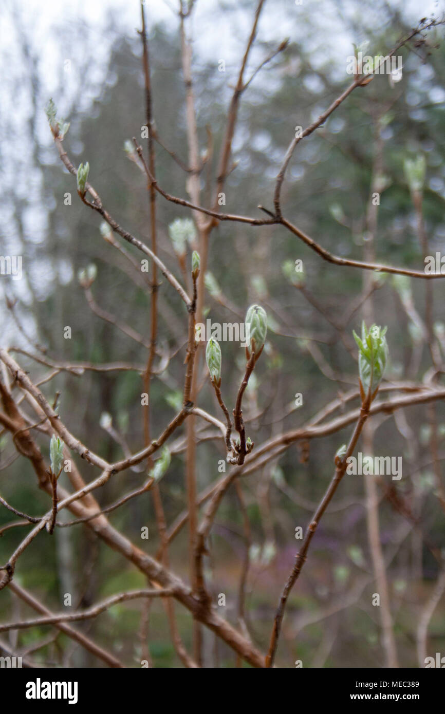 Soft focus sullo sfondo di rami di un albero in erba in primavera. Foto Stock