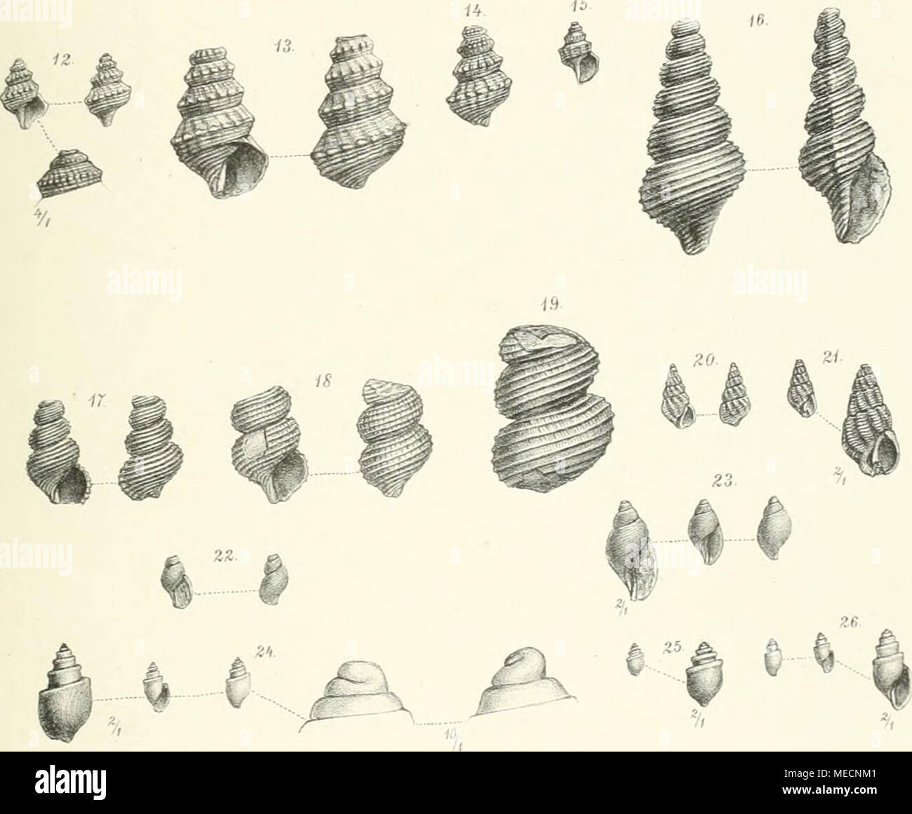 . Die Gastropoden der Schichten von San Cassiano der südalpinen Trias . ,I. Svoboito n.Xal.g.-z.vi lilk X9 1 V 11. B"ni"vartl..m.-: Annal.d klcNaturhisLHoänuseumsBand IX. 1894. Foto Stock