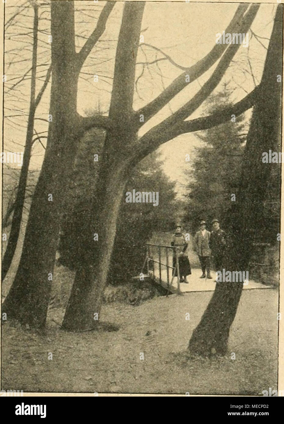 . Die Gartenwelt . Zwei zusammengewachsene Eichen. Gartenwelt XXIII. allee, findet man nur selten abweichende Gestalten und Ver- krüppelungen. Farbenprächtige Naturbilder, ehrwürdige Baum- riesen kann man in den alten Donauauen sehen. Dort findet man noch reinsten Urwald, mit tiefem Frieden lautloser Stille, und doch Kampf auf Leben und Tod zwischen den einzelnen Bäumen. Solcher Einige Bilder sarà ich den Lesern der "Gartenwelt" nicht vorenthalten. Beistehendes Bild und die beiden Abbildungen der nächsten Seite zeigen zusammen- gewachsene Eichen an der Eschbachsperre. Eine wollte der e Foto Stock