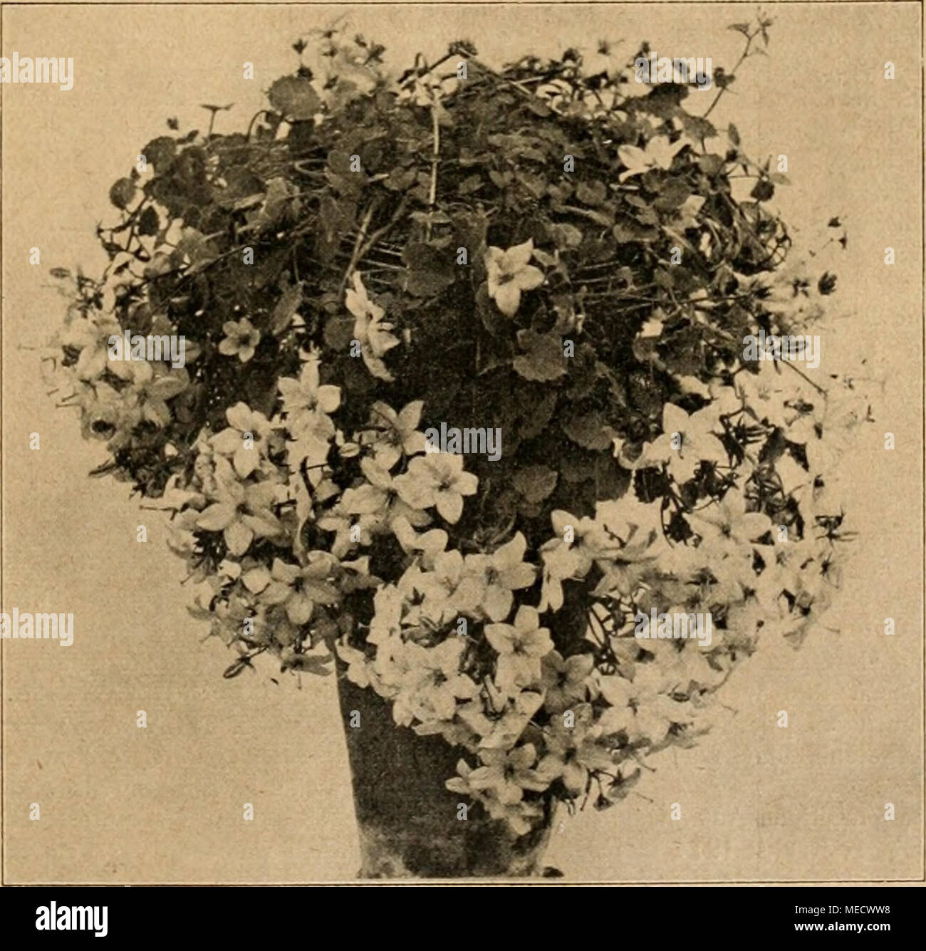 . Die Gartenwelt . ihre Fäden über ganz Schaupflanze von Campanula isophylla Mayi, die Triebe über ein Drahtgestell geleitet. Nach einer vom Verfasser für die "Gartenwelt" gefertigten Aufnahme. Deutschland gesponnen. Man kann sagen, sie haben sich unentbehrlich gemacht. Häufig konnte ich von Bau- beratungsstellen beschickte Ausstellungen besuchen, die sich, da sie sich immer durch Klarheit und Uebersichtlichkeit auszeichneten, vortrefflich bewährt haben. Wir gehen anche Gefahr keiner entgegen, wenn wir auf dieser Grundlage nach einer Umgestaltung im Planausstellungswesen gärtnerischen stre Foto Stock