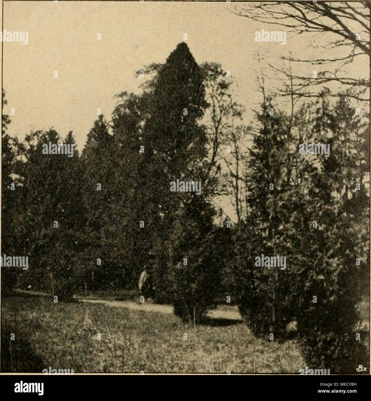 . Die Gartenwelt . Larix sibirica, dicht, pyramidenfÃ¶rmig. den GrÃ¶ÃenverhÃ¤ltnissen entsprechend nach einem gewissen KÃ¶rperteil, der â wenigstens in jungen Jahren des Menschen â nicht gerade eine Stelle der BetÃ¤tigung der Freude zu sein pflegt. Kaum kann der Besitzer glÃ¼ckliche sich der Liebkosung dieses dankbaren GeschÃ¶pfes erwehren und schweiÃgebadet benutzt er die Gelegenheit, das endlich erreichte flucht tor- Ã¤hnlich hinter sich und uns zu schlieÃen. Das Taschentuch sucht die Spuren zu verwischen, drinnen hopst der Vertreter dieser eigentÃ¼mlichen Tierrasse davon und wir wissen nic Foto Stock