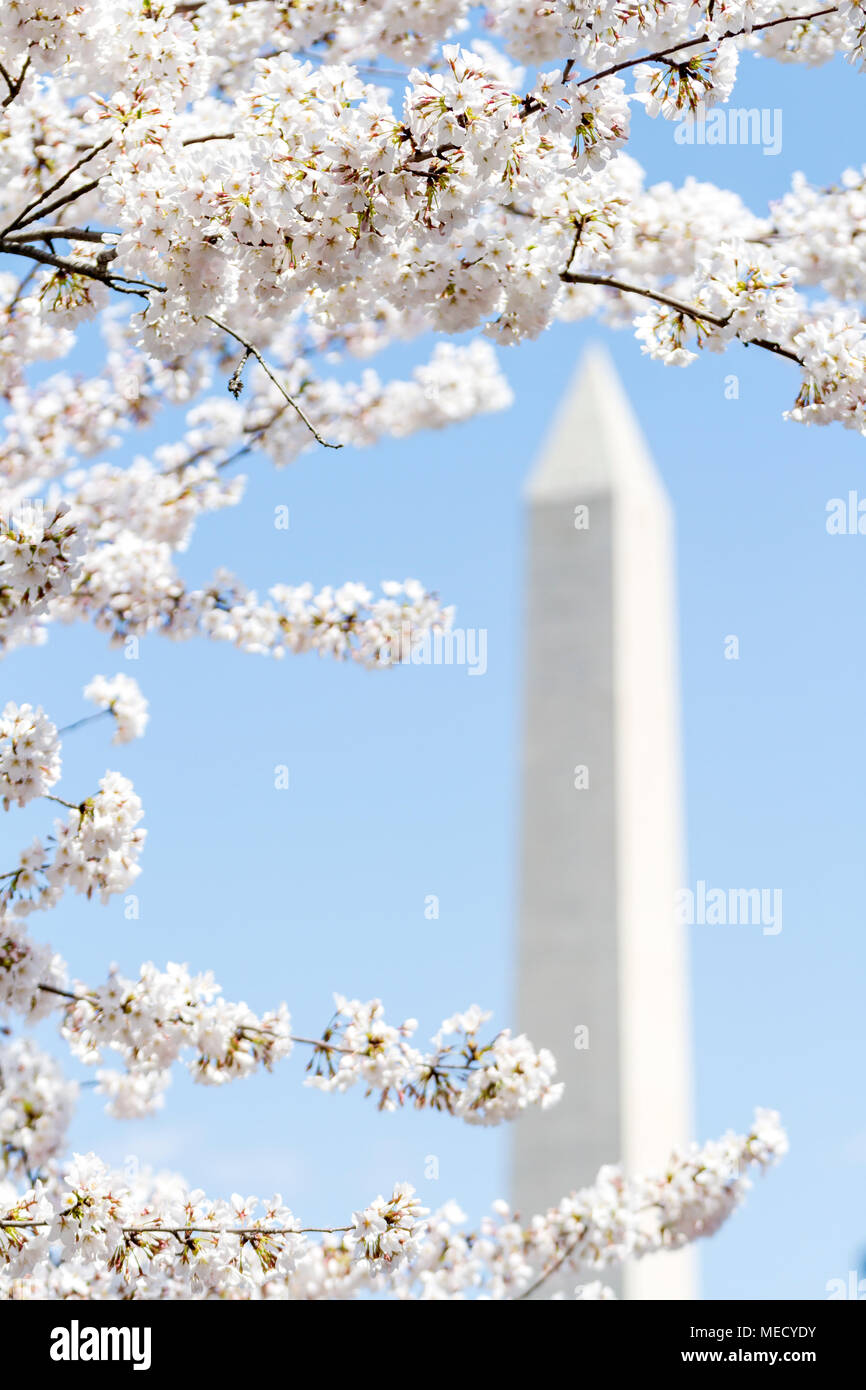 La fioritura dei ciliegi in fiore di picco il telaio il Monumento di Washington, la molla 2018, Washington, DC, Stati Uniti d'America. Foto Stock