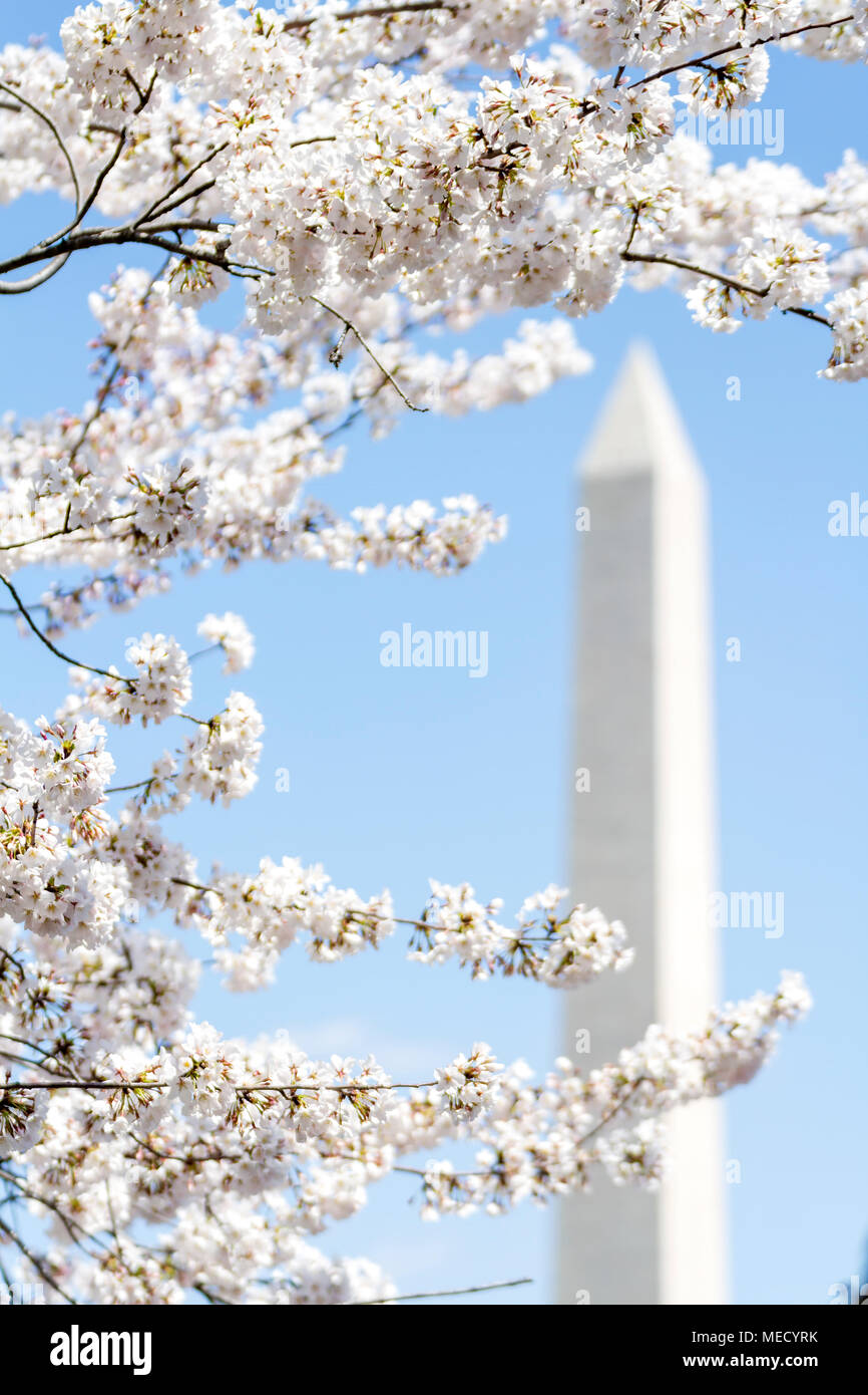 La fioritura dei ciliegi in fiore di picco il telaio il Monumento di Washington, la molla 2018, Washington, DC, Stati Uniti d'America. Foto Stock
