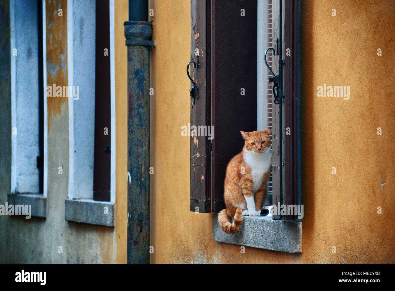 Gatto sulla finestra a Venezia, Italia Foto stock - Alamy