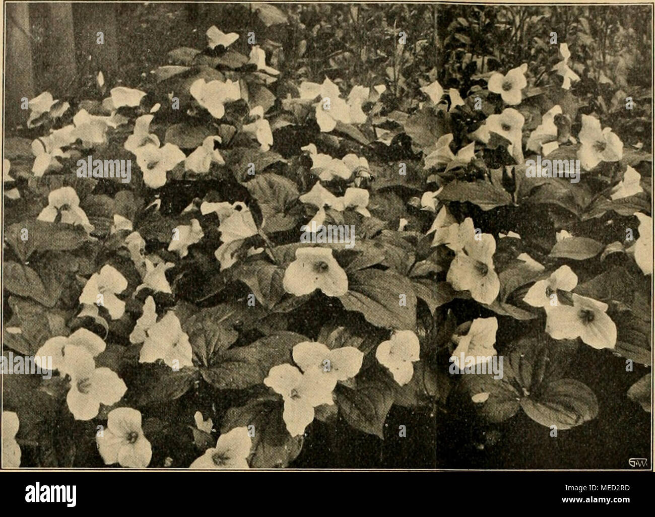. Die Gartenwelt . Trillium grandiflorum. Originalaufnahme für die "Gartenwelt". Gemüsebau. Das neue runde Riesen-Butter-Treibradies, eine Züchtung von F. C. Heinemann, Erfurt, verdient nach meinen Erfahrungen die Empfehlung wärmste. Es besitzt eine schöne, gleichmäßig runde forma von scharlachroter Färbung, sein Fleisch ist sehr wohl- schmeckend und steht in nichts dem der Wohlgeschmack gewöhn- lichen kleinen Sorten nach. Diese hervorragende Neuheit über- trifft das Erfurter Riesen- treibradies schon des- mezza, weil sie kurzlaubi- ger ist. Für Treibkultur ist diese Heinemannsche Neuzüchtu Foto Stock