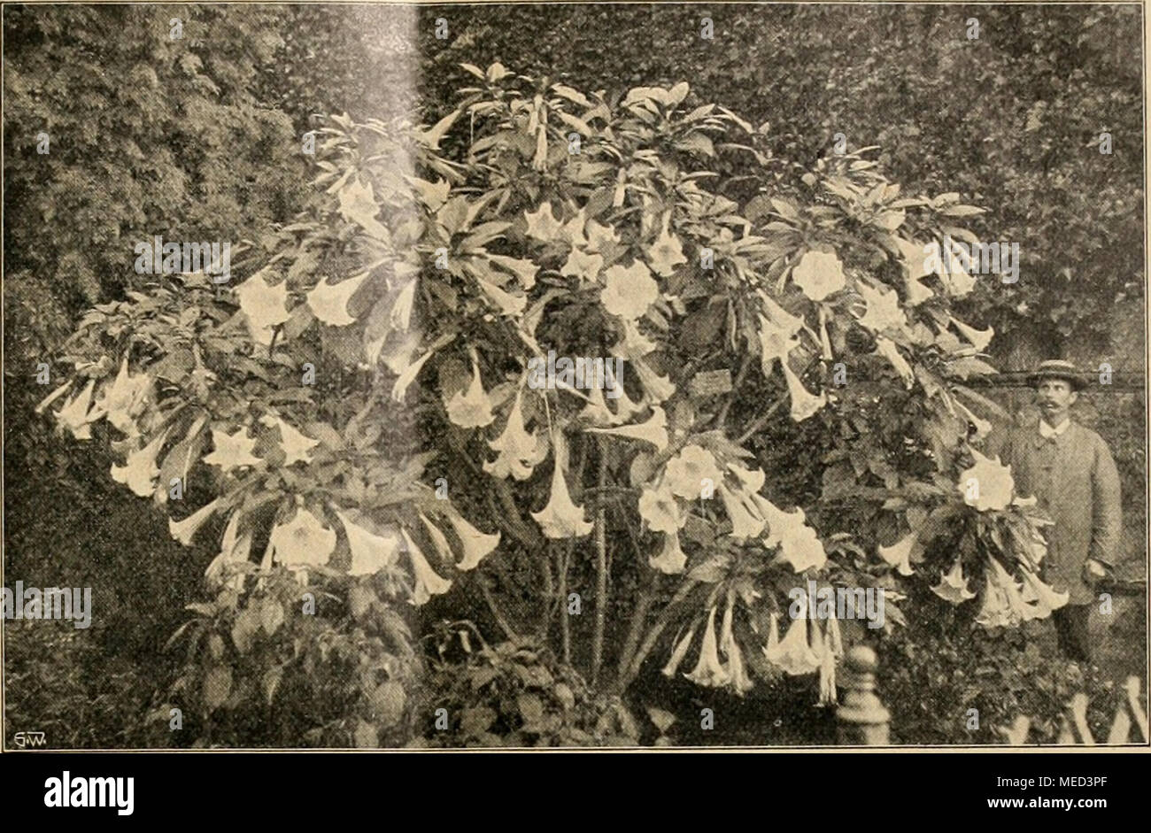 . Die Gartenwelt . Datura arborea in den städtischen Anlagen zu Mainz. Originalaufnahme für die "Gartenwelt". liebe così groß und reich und duftend erblüht ist. Der Garten ist die ruhe- und Friedensstätte für die Abgearbeiteten und für die Sorgenden, ein Heilmittel für die Kranken, ein Lebens- sedare für die Gesunden, ein nato für den Künstler. Man ist auch nicht bei dem Haus- und Villengarten ge- blieben. Die ganze Hausschauseite wurde zum Garten; der Vorgarten lebte neu auf. Es entstanden Pastoren-, Professoren- und Farbengärten, und der Liebe, alte, vergessene Bauern- garten soll auch wie Foto Stock