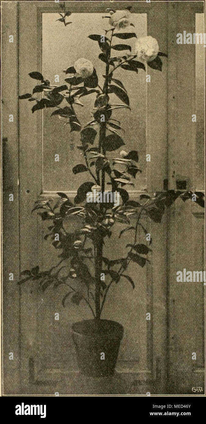 . Die Gartenwelt . Camellia japonica alba plena, oben Einzelblume. Zwei seltene Pelargonien. Von Dr. P. Roth, Bernburg. (Hierzu eine Abbildung.) Pelargonium echinatum, aus dem Kapland, zeichnet sich dadurch aus, dass der Stamm mit starken, spitzen, rundlichen, halbkreis- förmigen Stacheln dicht besetzt ist. Die langgestielten, rundlich - herz- förmigen Blätter sind weich behaart und schlaff. Die Blüten langgestielte- dolde wird von etwa 10-15 gros- sen, milchweißen Blüten gebildet; die oberen Blütenblätter sind mit purpurroten Flecken und Saft- malen geschmückt. Die Pflanze ist recht schwierig Foto Stock