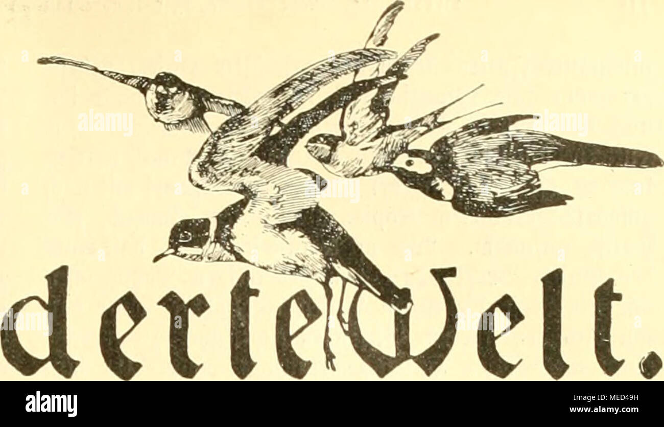 . Die Gefiederte welt . Cdocbenfcbrift für VogcUiebbabcr. (Loriculus vernalis) (f. 3lt)b. ©. 11). Con satfteb aBetb^oIj. ("IKa(^^rucf etrbotcn.) Pov iingefd()v jel^n ?OJonatcn erhielt ic^ ben reijenben, etroa fpcrlinggro^cn SSogcl, ber )id^ fdjon eine 9tci^e uou ^"^^"i ""f europäifi^cin iBobcn bcfinbet. J)ie glcbermauöpopageien gehören unumftritten 511 ben aiijic^eitbften isertrctetn ber ganzen (^omitie. "Jro^= bem fiet;t uomo [ie jeltcn in ben ißogelfammlungen ber joologifd^en ©orten unb noi) Diel feltener in 5priDat= befl^. 55)ie Urfad^Es liegt in bem üer^ältniäiiidj^ig g Foto Stock