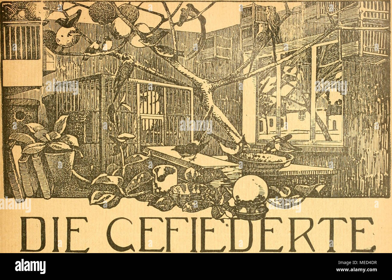 . Die Gefiederte welt . WELT WOCHENSCHRIFT FÜR -VOGELLIEBHABER- Begründet von Dr. Karl Ruß. Herausgegeben von Karl NeunzigJin^'Hermsdorf bei Berlin. INHALT^ Die Wachtel und ihre Pflege. Karl von Finck, Neukölln. Vom blauen Staffelschwanz. Von K. Neunzig. Dompfaffenzüchtung. Von Friedrich Busse, Dessau. Im Freien überwinterte fremdländiche Vögel. Von Stadtarchitekt Pracht. Kleine Mitteilungen. - Vogelschutz. - Sprechsaal. - Aus den Vereinen. Vom Vogelmarkt. - Redaktionsbriefkasten. Abonnementspreis vierteljährlich JW. 1.50. (13 Nummern mit Abbildungen.) (gi^ Jährlich 52 Hefte M. 6.-. Einzelprei Foto Stock