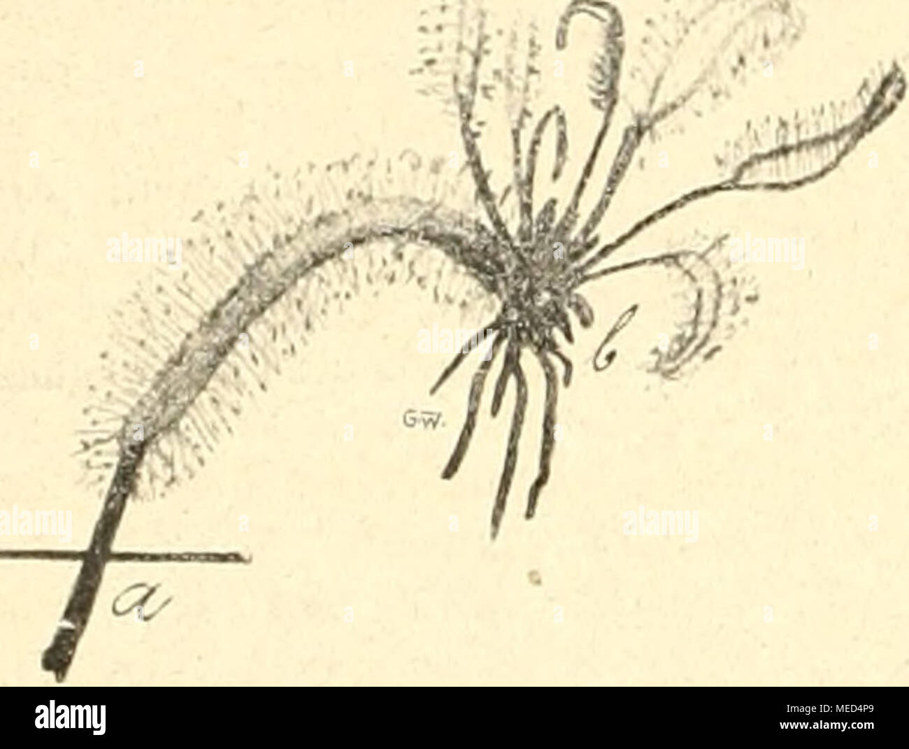 . Die Gartenwelt . Acht Wochen alter Blattsteck- ling von Drosera capensis. Zeit- und Streitfragen. Die Fortbildungsschulen und deren Zweck und Ziel. Jjs gibt jetzt wohl in fast allen größeren deutschen Städten die segensi-eiche Einrichtung der Fortbildungsschulen, die jedem mano-werk, jedem Beruf, selbst Kunsthandwerk dem eine Abteilung widmet, welcher sich die Lehrlinge und jüngeren Gehilfen in den ihrem Berufe nahestehenden ausbilden Fächern und weiterbilden können und bei den Jahresschluß-Ausstellungen kann man sehen, welch ein hohes Können und ein künstlerisches Empfinden Einzelne essere Foto Stock