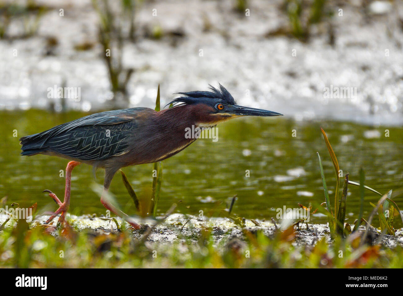 Green Heron Butorides virescens è un breve comune airone tozzo trovato circa le acque poco profonde. Foto Stock