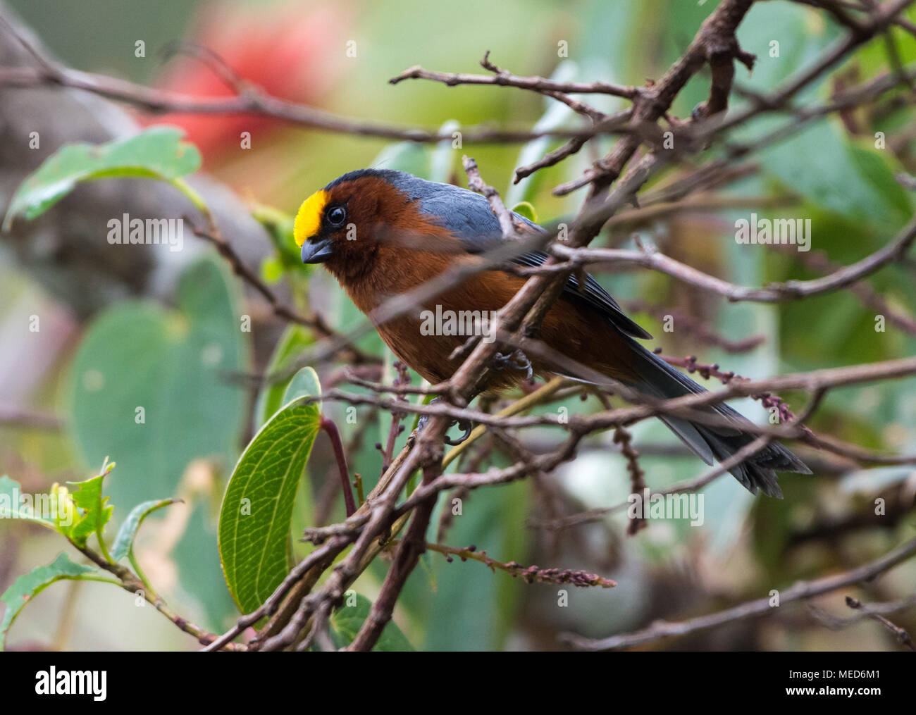 Una bella Plushcap (Catamblyrhynchus diadema) arroccato sui rami nelle montagne della Sierra Nevada de Santa Marta, Colombia, America del Sud. Foto Stock