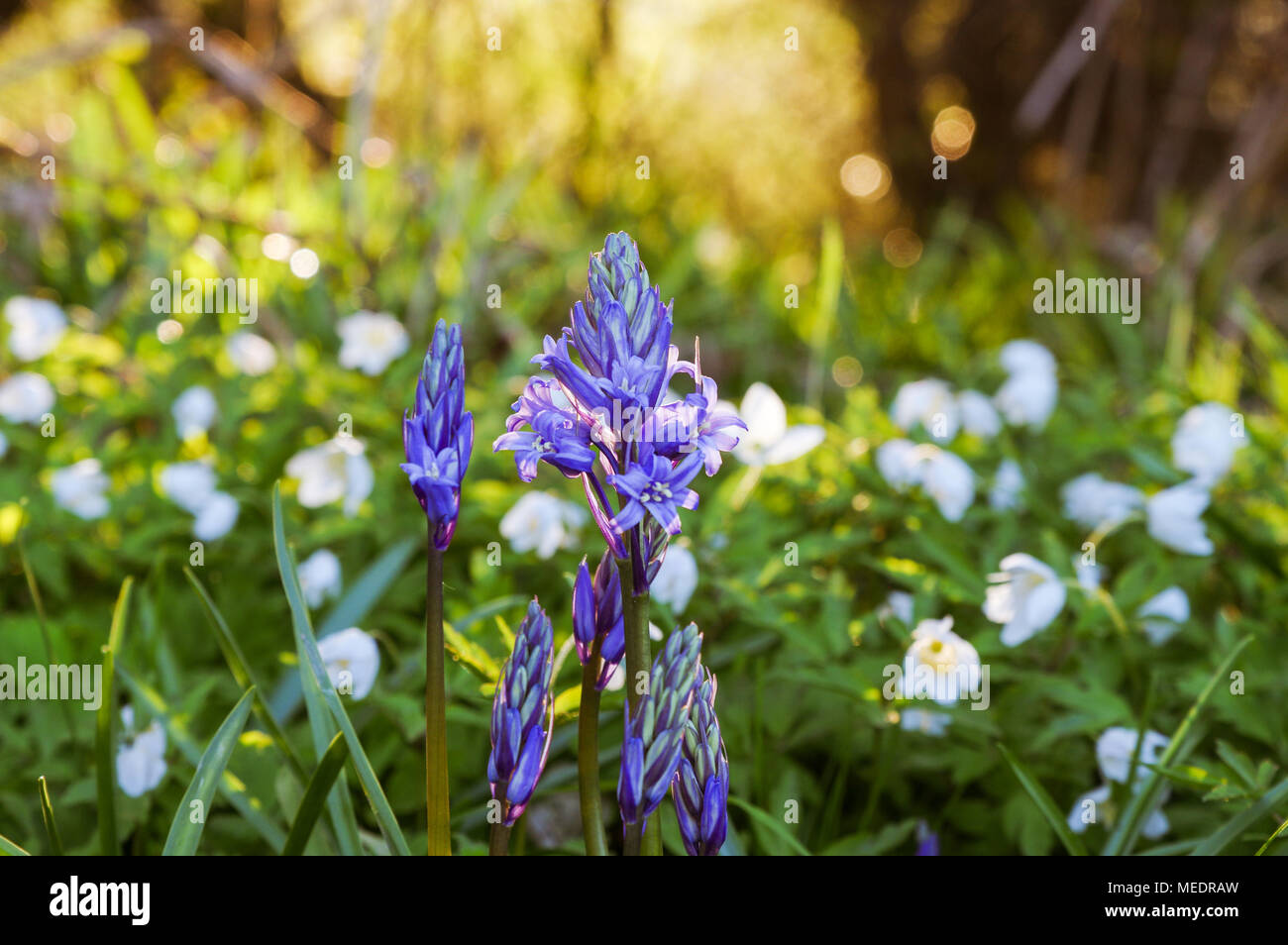 Germogliando bluebell tra legno fioritura di Anemoni abbagliante del sole serale in Bedelands Riserva Naturale, West Sussex Foto Stock