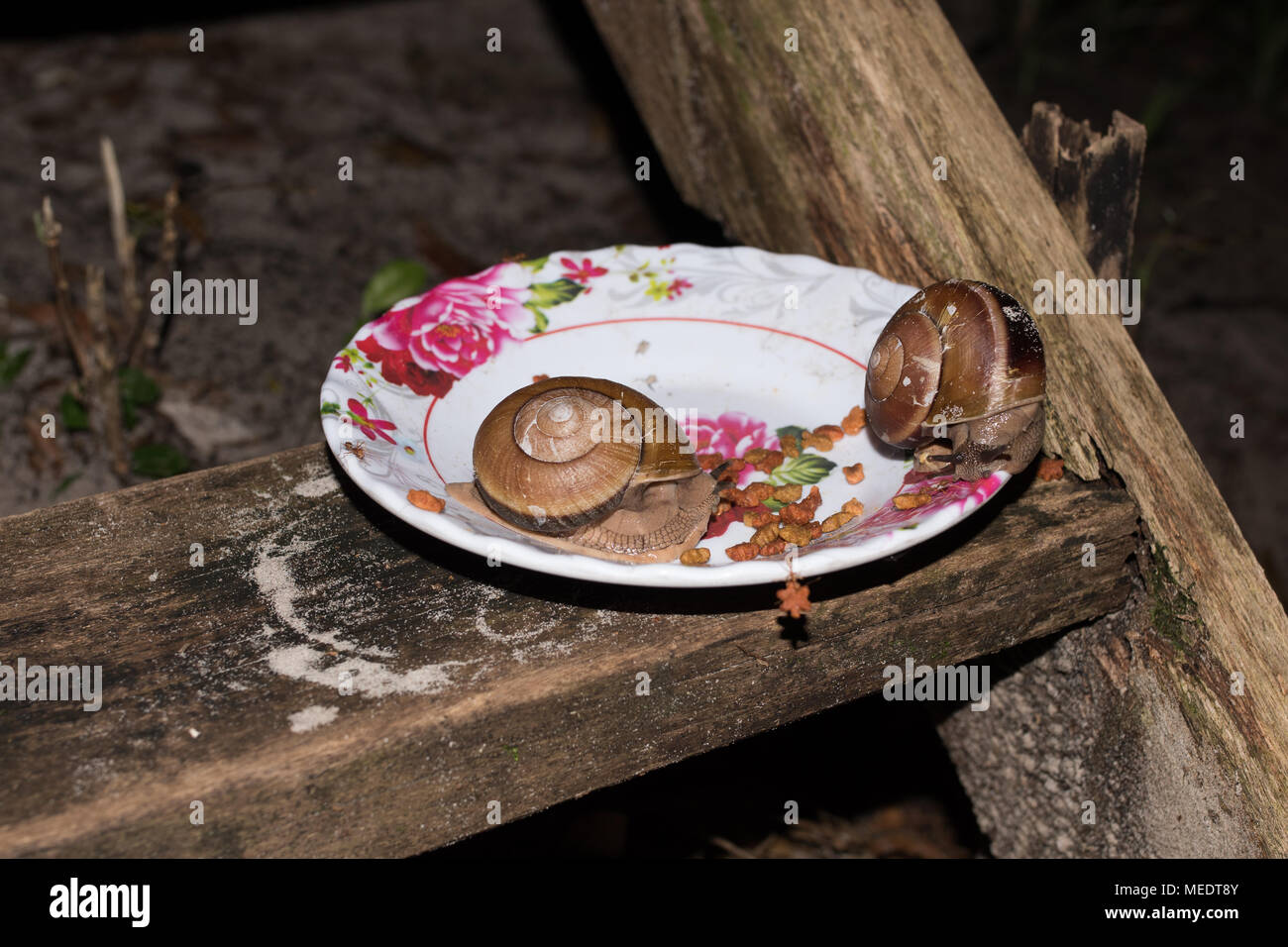 Rosso ant cambogiano rubare dalla ciotola cane cibo utilizzando il suo forte ganasce. Lumache anche mangiare il cibo per cani in backgrodund. Foto Stock