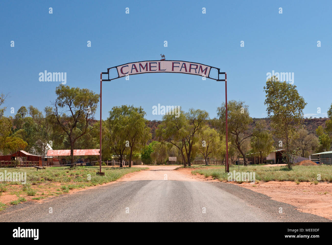 Allevamento di cammelli segno sulla Stuart Highway, a sud di Alice Springs Foto Stock
