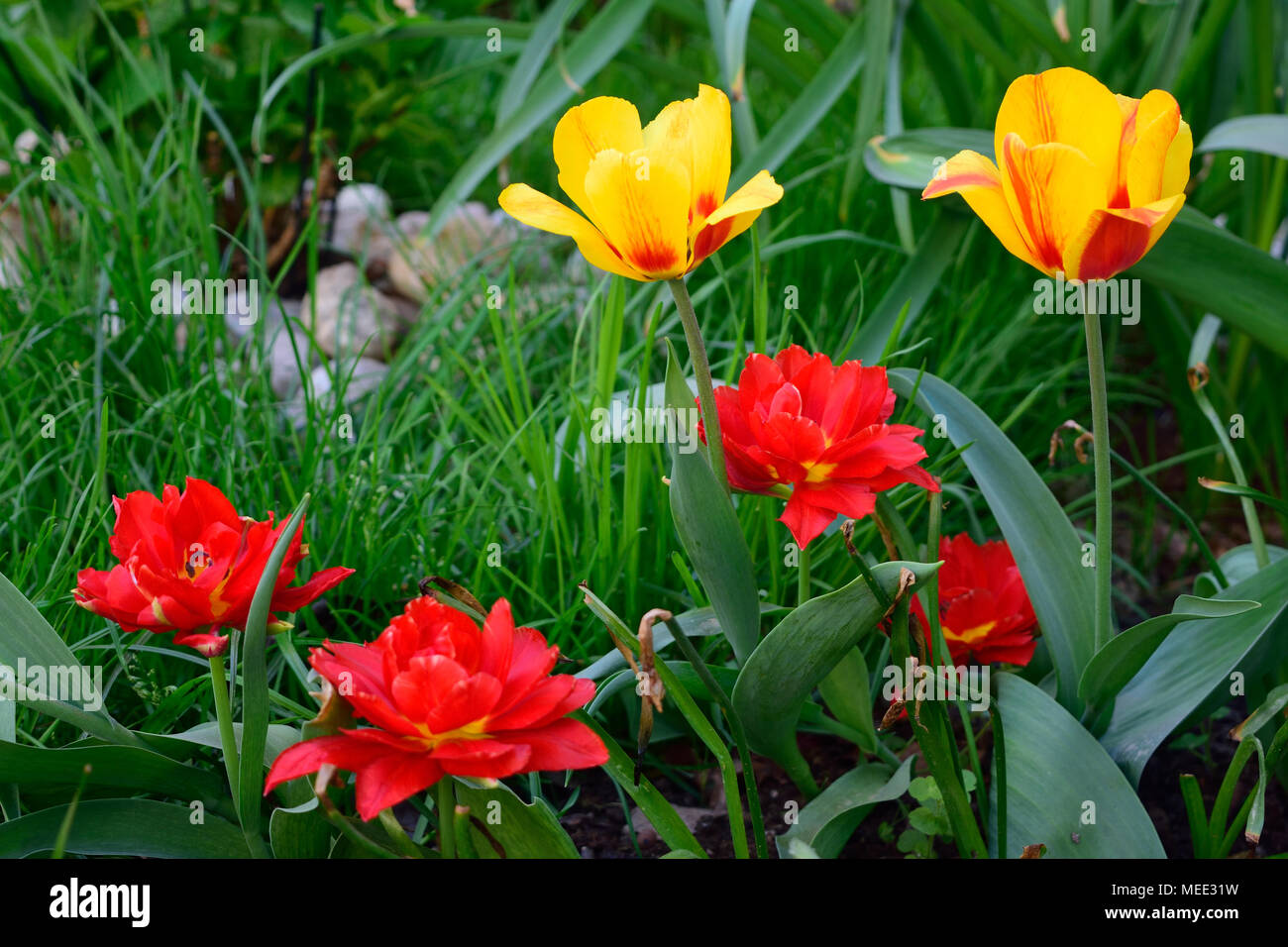 Rosso e giallo tulipani nel giardino. Sfocata erba verde con piccole pietre in background. Gambi secchi di fiori Foto Stock