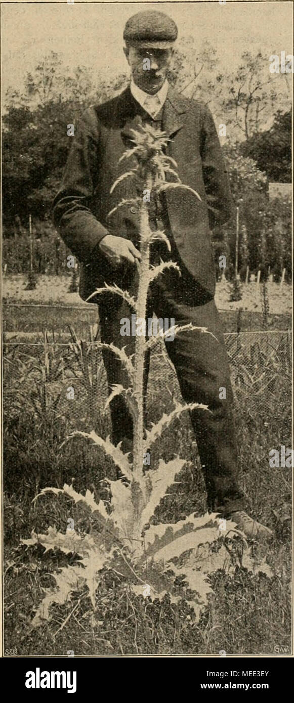 . Die Gartenwelt . sie noch etwas gewachsen sind. Nur soll Uomo Inverno im darauf achten, der Pflanze nicht zu viel Feuchtigkeit zuzu- führen, weil die Herzblätter sehr leicht faulen, und man soll daher nur mäßig Wasser auf den Topf geben. Von den Pflanzen sechzehn habe ich durch das Ein- pflanzen in Töpfe nur eine verloren. Zwei haben später durch zuviel Feuchtigkeit die Herzblätter verloren, während die übrigen gut gewachsen sind. Eine derjenigen, welche im Winter das Herz verloren hatte, hat reichliche Seitentriebe gebildet und sich zu einem schönen Busche entwickelt. Beistehende Abbildung ze Foto Stock