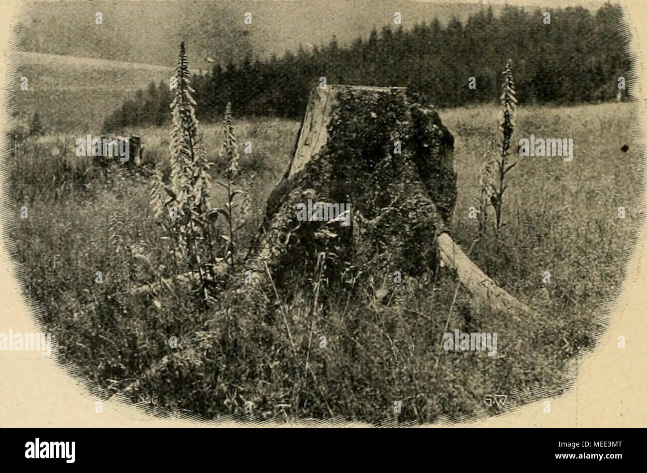 . Die Gartenwelt . Baumstamm und Fingerhut (Digitalis). Vom Verfasser fÃ¼r die "Gartenwelt*' foto. aufgenommen. gebenden Bodenschichten così betrÃ¤chtlich, daÃ sich in weiterer Umgebung im Laufe der Jahre anspruchsvollere LaubgehÃ¶lze ansiedeln kÃ¶nnen". È stato die Natur in Jahr- zehnten tut, schaffen wir in Wochen. Â Wir fÃ llen¤nun die Kiefern Ã¼brigen, lassen einige StÃ¤mme als natÃ¼i-liciie Sitze zwischen den Birken stehen und gewinnen freie- Bahn, um den Boden um die genannten Kiefern, Birken und Wacholder mÃ¶glichst zu vertiefen. Am Rande dieser GehÃ¶lze haben wir naturgemÃ¤Ãe Gelege Foto Stock