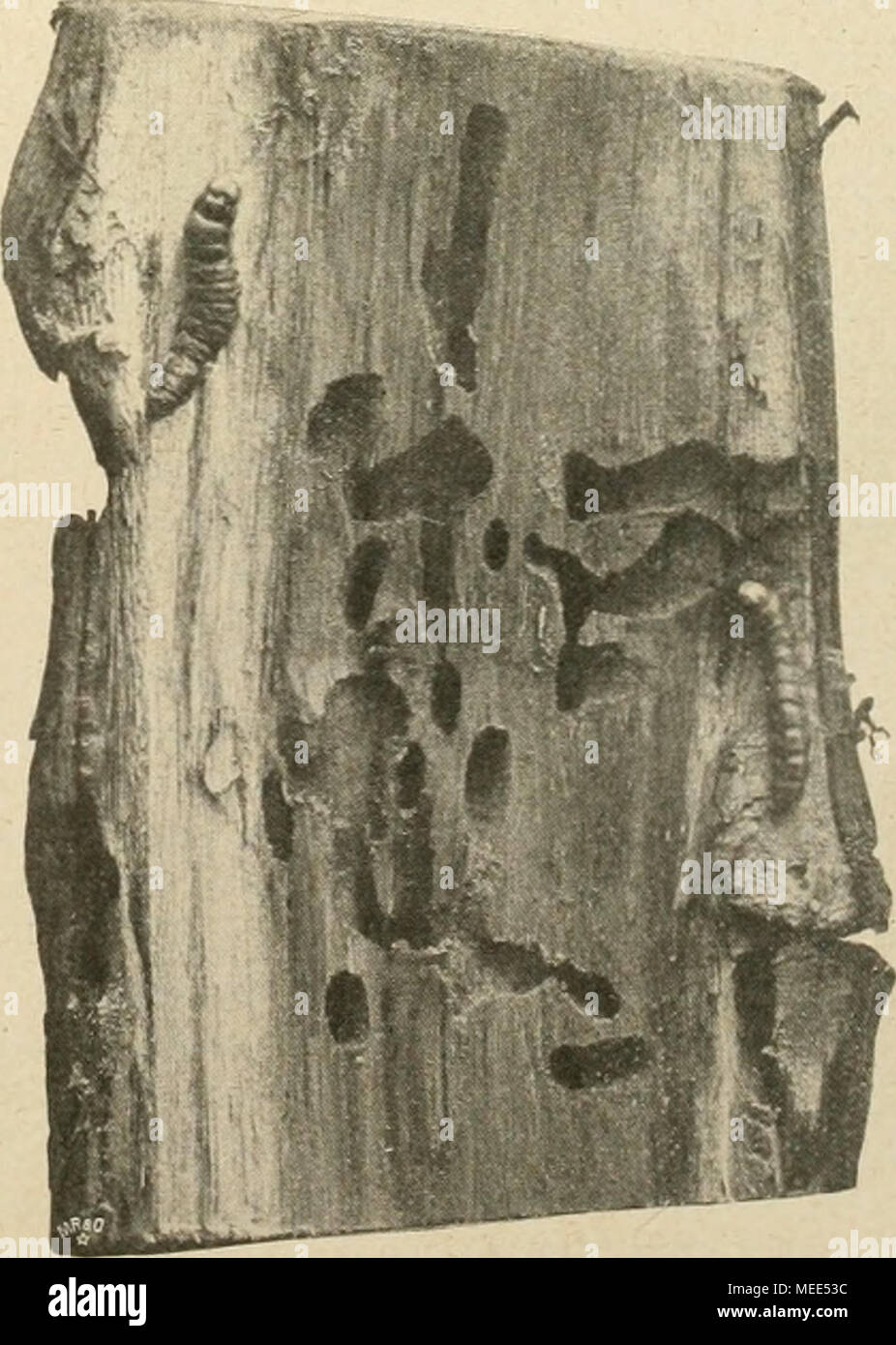. Die Gartenwelt . Ulmenslamni (Innenseite) durchbohrt von Cossus ligniperda. Zu beiden Seiten je eine ausgewachsene Raupe von Cossus ligniperda. Originalaufnahme für die "Gartcnwelt". Foto Stock