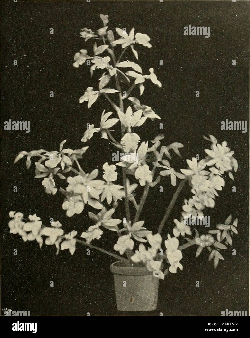 . Die Gartenwelt . liches Bild dieser von mir hochgeschÃ¤tzten Schnitt- Orchidee, die in den WilhelmshÃ¶suo Kulturen im Januar eine willkommene Erscheinung ist. Â Â Der Fehler, welcher in den meisten FÃ llen¤ein vollstÃ¤ndiges Fehlschlagen der Kultur von Calanthe VeitcMi bewirkt, dÃ¼rfte in der unzu- lÃ¤nglichen Ruheperiode zu suchen sein, dieselbe tritt schon wÃ hrend¤der BlÃ¼teperiode ein und zeigt sich durch das ab- sterben der LaubblÃ¤tter, welche bei dieser Pflanze voll- stÃ¤ndig abgestossen werden. L'uomo stelle die Pflanzen nach der BlÃ¼te un eine trockene Stelle unter die Stellage und Ã¼b Foto Stock