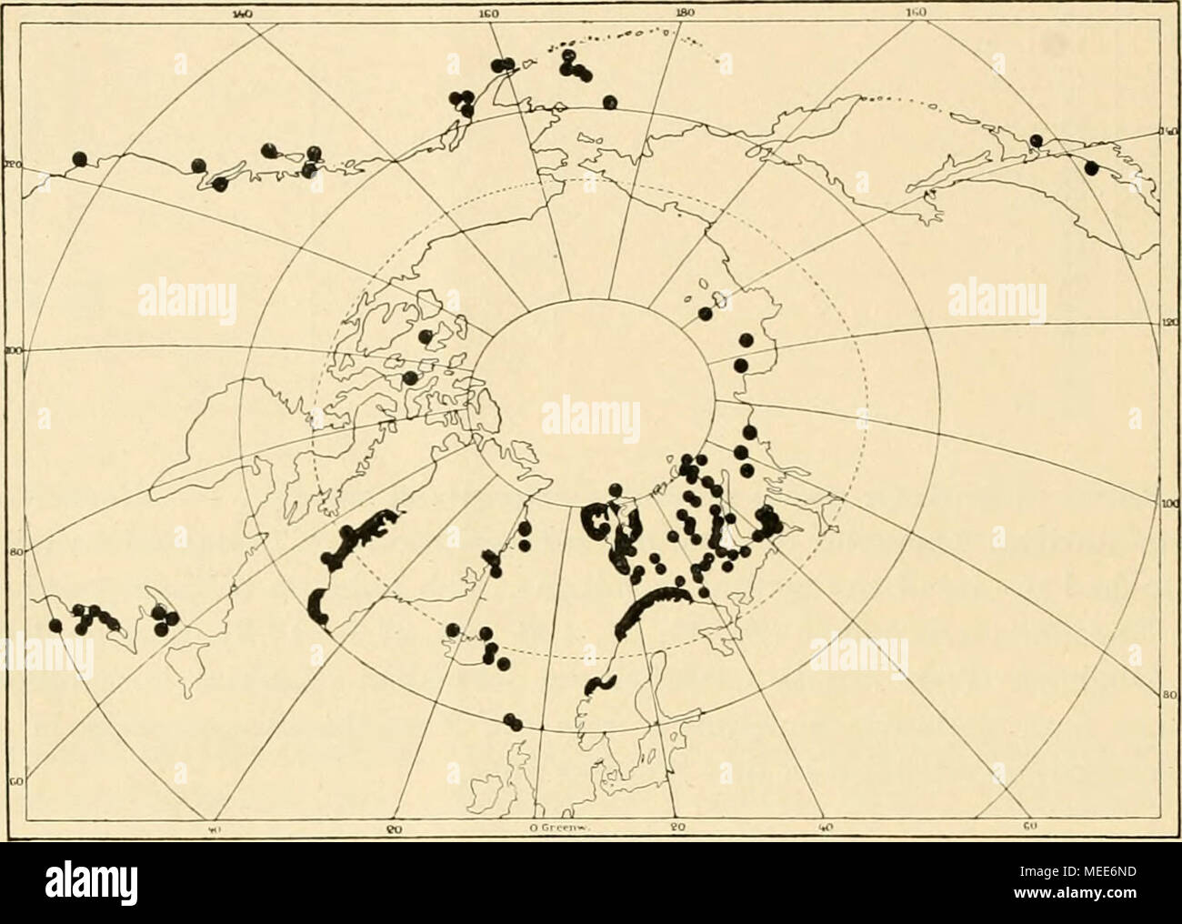 . Die Echinodermen des Eisfjords . Fig. 5. Clenodiscua crispatus. Holm 1889, Vanhöffen 1897, Mortensen 1913). - Barrow-Strasse, 12 bis 27 m (Forbes 1852 [0. polaris]). Mel- ville-Insel (Sabine 1824 [Ast.polaris]). - Ostküste von Nordamerika: Golf von San Lorenzo, 90-395 m (Whiteaves 1871, 1872. 1874, 1901). Baia di Fundy bis K. Cod, St. Georges Bank und Nähe davon, 21, 54, meist 90-270 m (Stimpson 1854, Packard 1866, Verrill 1866, 1873, 1873, 1874, 1874, 1895, Verrill &AMP; Rathbuhn 1880, Smith &AMP; Hargek 1874), 325-575 m (Verrill 1885; keine Lokalangaben; auch im warmen capitolo Gebiet?), 9 m onu Foto Stock