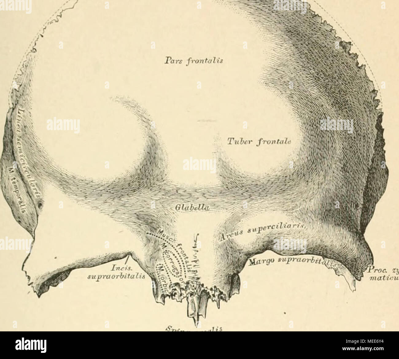 . Die descrittivo topographische und anatomie des Menschen . 1). Stirnbein, Os frontale, von vorne. Uas Stirnbein wird eingeteilt in: 1 Stirntheil, l'm:* frontalis; 2 Augenhöhlentheile, Partes, orbitales und 1 Nasentheil, Pars nasalis. Am Stirntheile die zwei oberen Augenhöhlenränder, Margines supraorbitales, am inneren Ende derselben die Tncisura supraorbitalis (Foramen xiijininr/II/til&LT; " nach aussen der stumpfe Jochfortsatz, Processus zygomatlcus. An der vorderen Fläche des Stirntheiles die Augenbrauenbogen, J/v".&LT; super ciliare es, zwischen denselben die Stirnglatze, Gldbella, über d Foto Stock