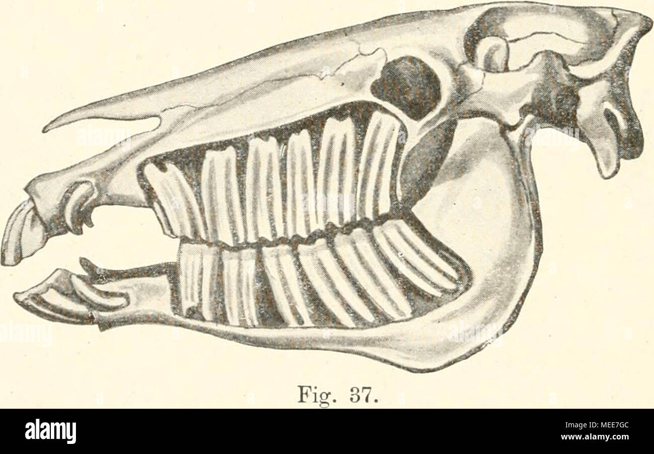 . Die Descendenztheorie; . 37. Scliadel des Pferdes heutigeu, ce|uus caballus. Die Backzahne sind bloC gelegt. umhlillt, welche un Zlihrien der geologischen iilteren Zonen tevere- haupt uicht vorkommt. Die Ziihue von Equus selbst sind uicht wurzelig, ragen sondern als hohe vierseitige Saulen tief in die Kieferknocheu hineiu, wie die figura 37 erlautert. Wahrend ferner die vorderen Backzahne der meisteu fossilen Arten, Hyra- cotherium, Eohippus, Orotherium, Palaeotherium, kleiner sind als die hinteren, indem die Zahnkrone vom ersten, kleinsten bis zum letzten Backzahn un GroBe zunimmt, verhalt si Foto Stock