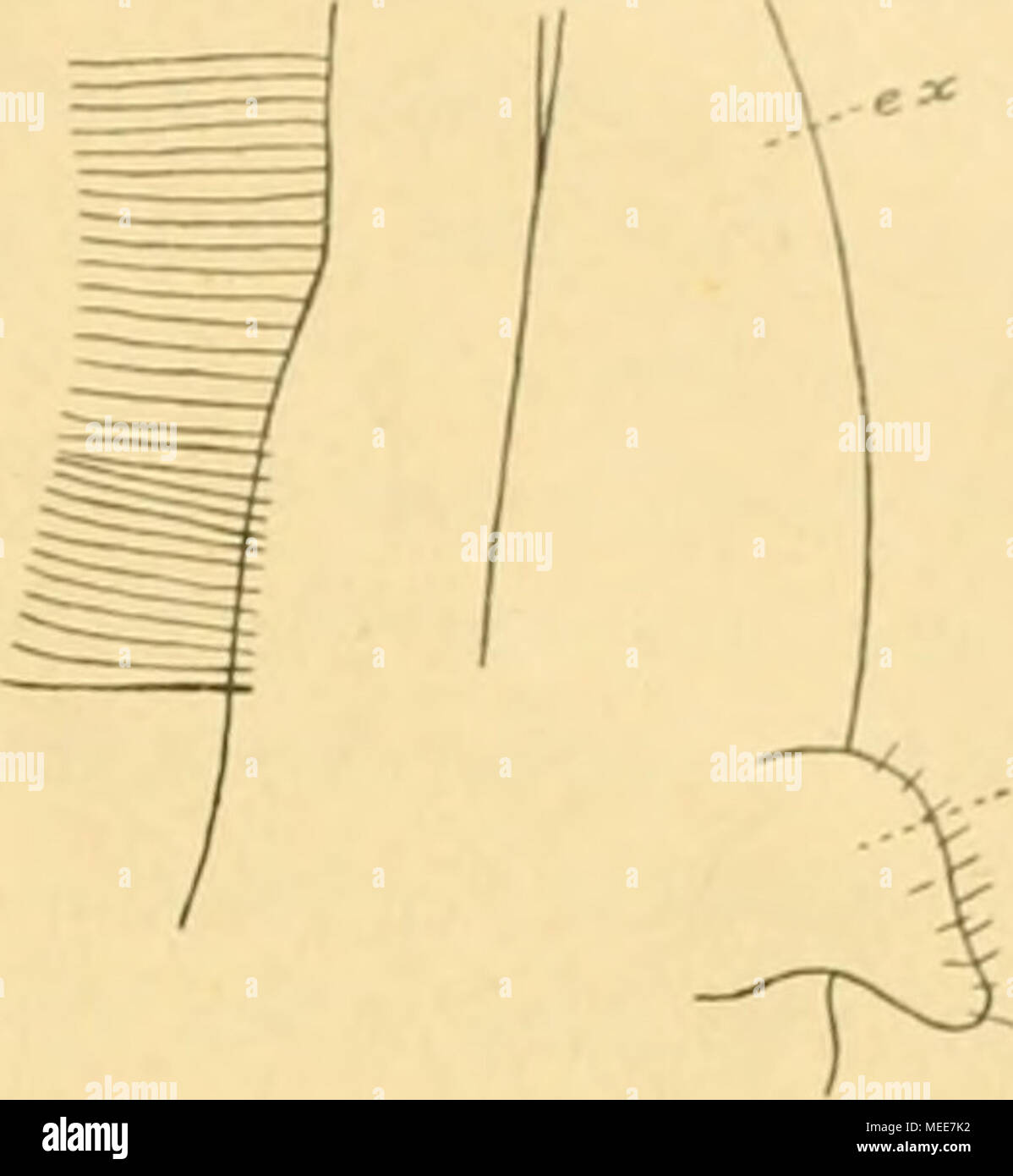 . Die Decapoda Brachyura der Siboga-Expedition . -Â"f Fig. II8. Ebaliopsis erosa. Base des 2. Maxillipedcn. "Â / Epipodit; er Exopodit. hervorragendes, eingeschnittenes LÃ¤ppchen. Ich konnte es nicht bei allen von mir untersuchten Arten auffinden. Auch Boas (1880, p. 146) erwÃ¤hnt es nicht fÃ¼r Pcrsephona. Der Scaphognathit zeigt nichts Besonderes. Der I. Maxillipede zeigt das typische Merkmal der Oxystomen: die VerlÃ¤ngerung des Endopoditen. Dieses Glied ragt weiter nach vorn als der Exopodit und erreicht seine grÃ¶sste Breite in einiger Entfernung von dem Ende distalen; es ist abgeru distale Foto Stock