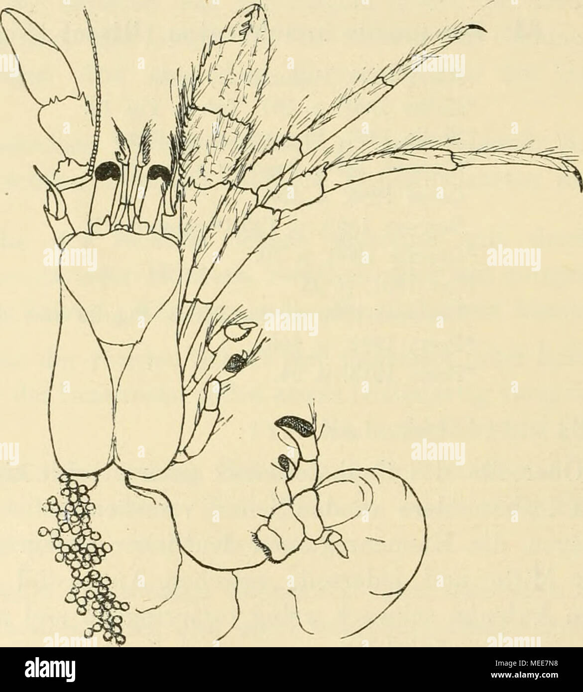 . Die Decapodenfauna der Adria : Versuch einer Monographie . Fig. 69. Enpagurus anaclioretus (liisso). [Originale. $, vergrößert. am Unterrand bedornt. Unterseite des addome in beiden Geschlechtern ganz vorn Mit einem längeren Links und Rechts kürzeren zipfelförmigen Hautfortsatz; 4 Abdominalanhänge beim $ (Am 2.- 5. Segmento) als gefiederte Lamellen, 3 solche beim J1 (Am 3.- 5. Segmento) als einfache Blättchen entwickelt. Il Linker Uropode viel länger ausgebildet als Rechte der. Bemerkungen zur Charakteristik der arte: Nach unseren Untersuchungen kann die Angabe Hellers über die Bestachelung des U Foto Stock