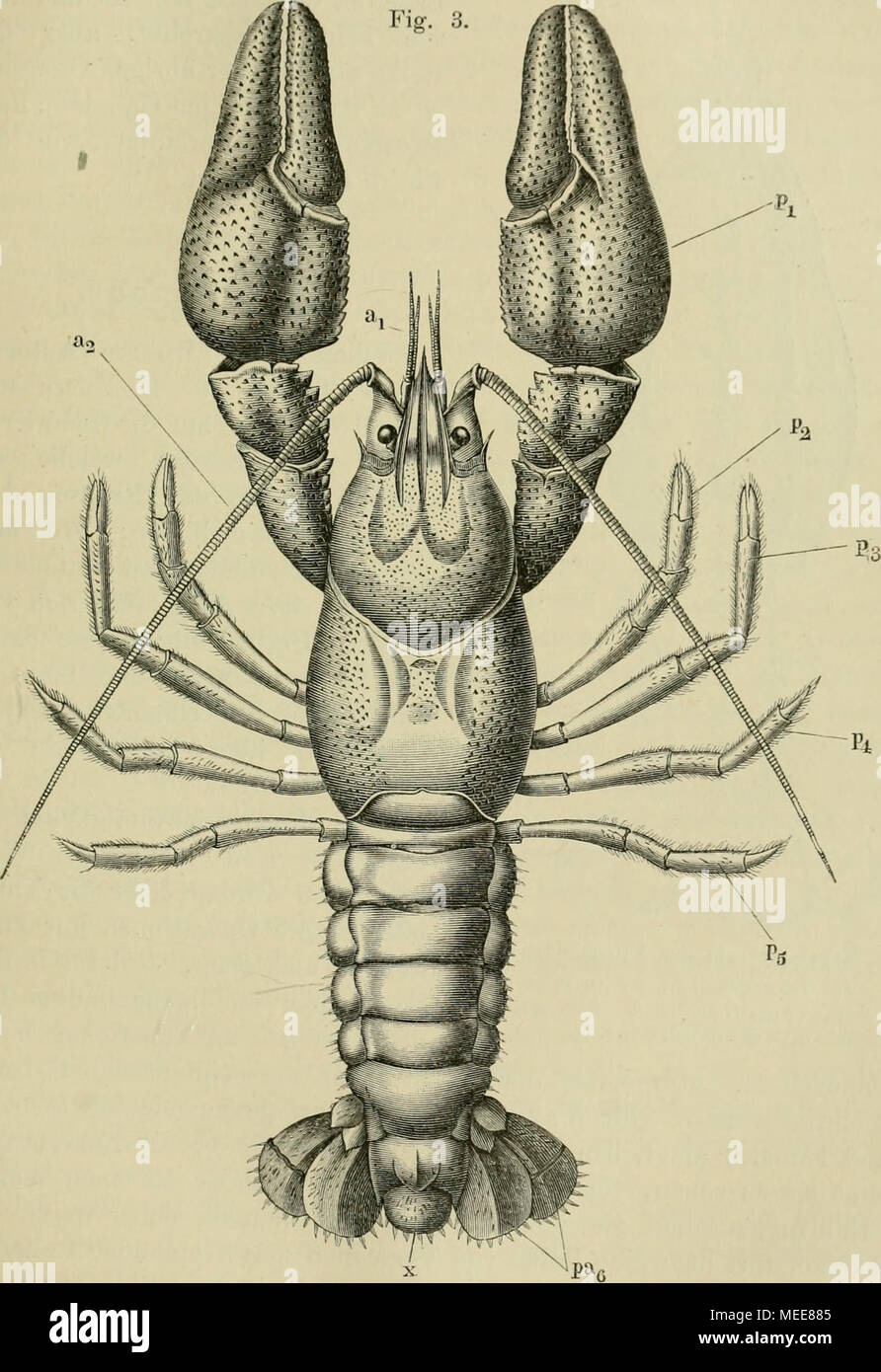 . Die Funktionen des Centralnervensystems und ihre phylogenese . Flusskrebs {Astaens fiHviatiUs). a, innere, un, aussere Antenne j^^ . .^, die fiinf Bmstbeine, pa, letztes Hinteileibsbein mit dem Atterseg-mento die Schwanzflosse bildend. Foto Stock