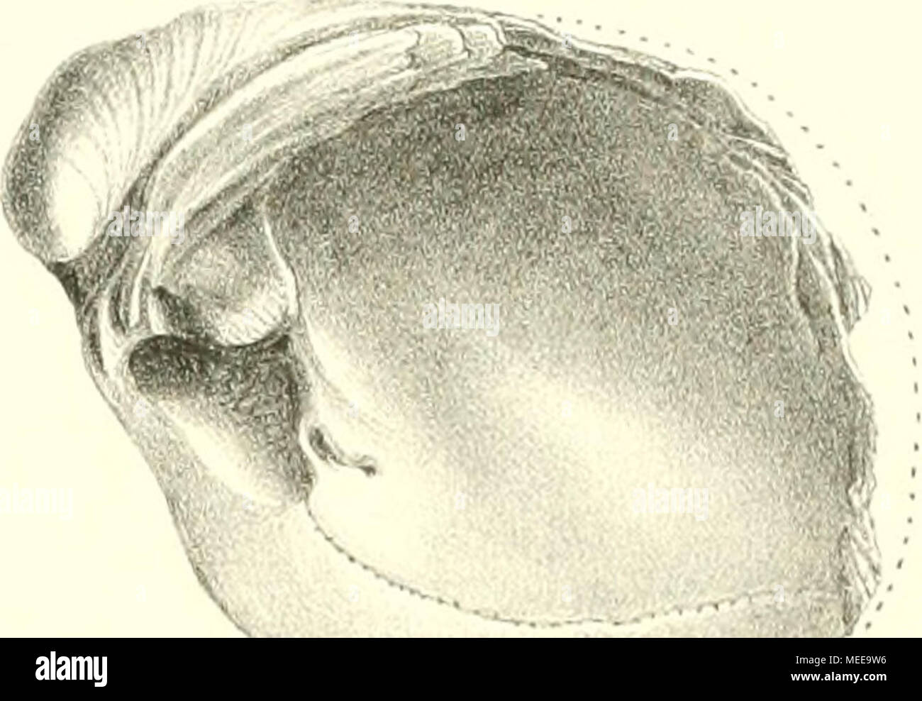 . Die Congerien- und Paludinenschichten Slavoniens und deren Faunen : ein Beitrag zur Descendenz-Theorie . 5a 7 5 "â ''"T^^.. Â Â â â ,â " ^'""WiV % Foto Stock