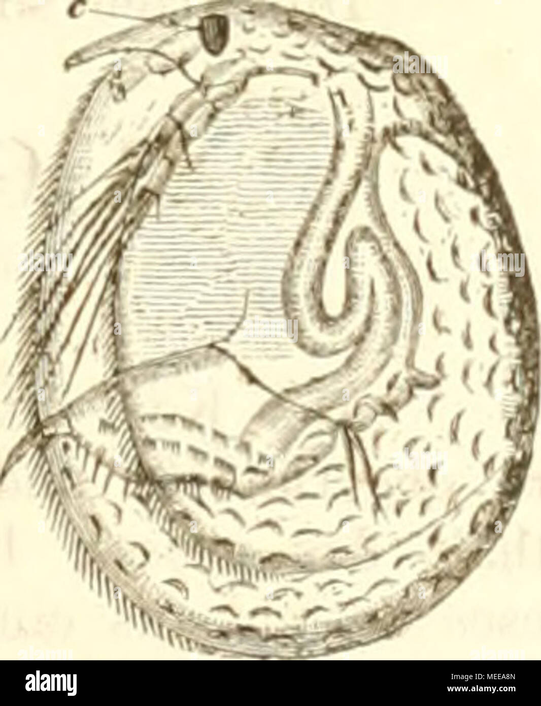 . Die Cladoceren BÀ¶hmens . Monospilus tenuirostris, Fischer. Â Weibchen. c Macula nigra. Foto Stock