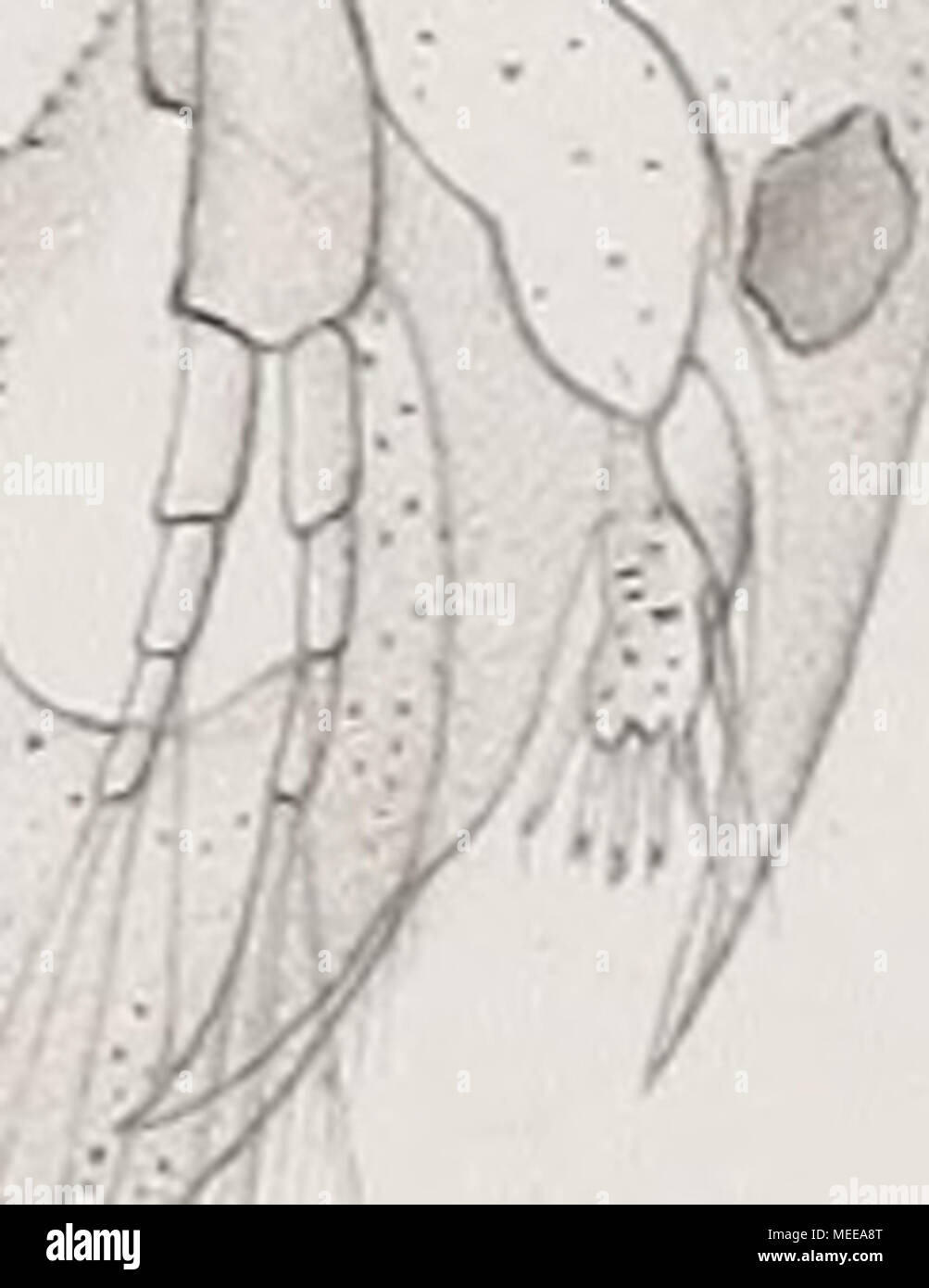 . Die Cladoceren der Umgebung von Basel . 4, paragrafo 9. Foto Stock