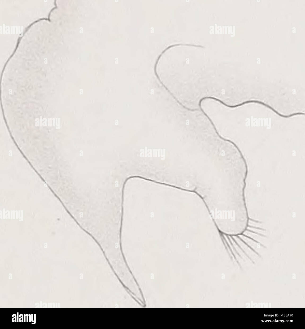 . Die Cladoceren der Umgebung von Basel . k9. 5PL :::: :  Mi Foto Stock